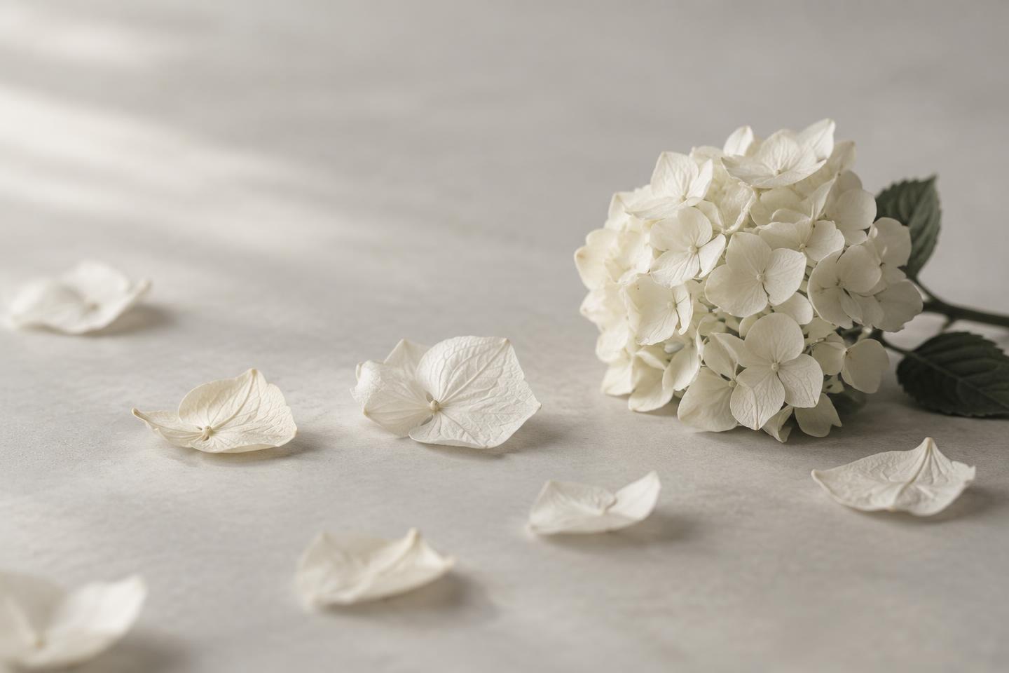 Ivory hydrangea petals in soft morning window light